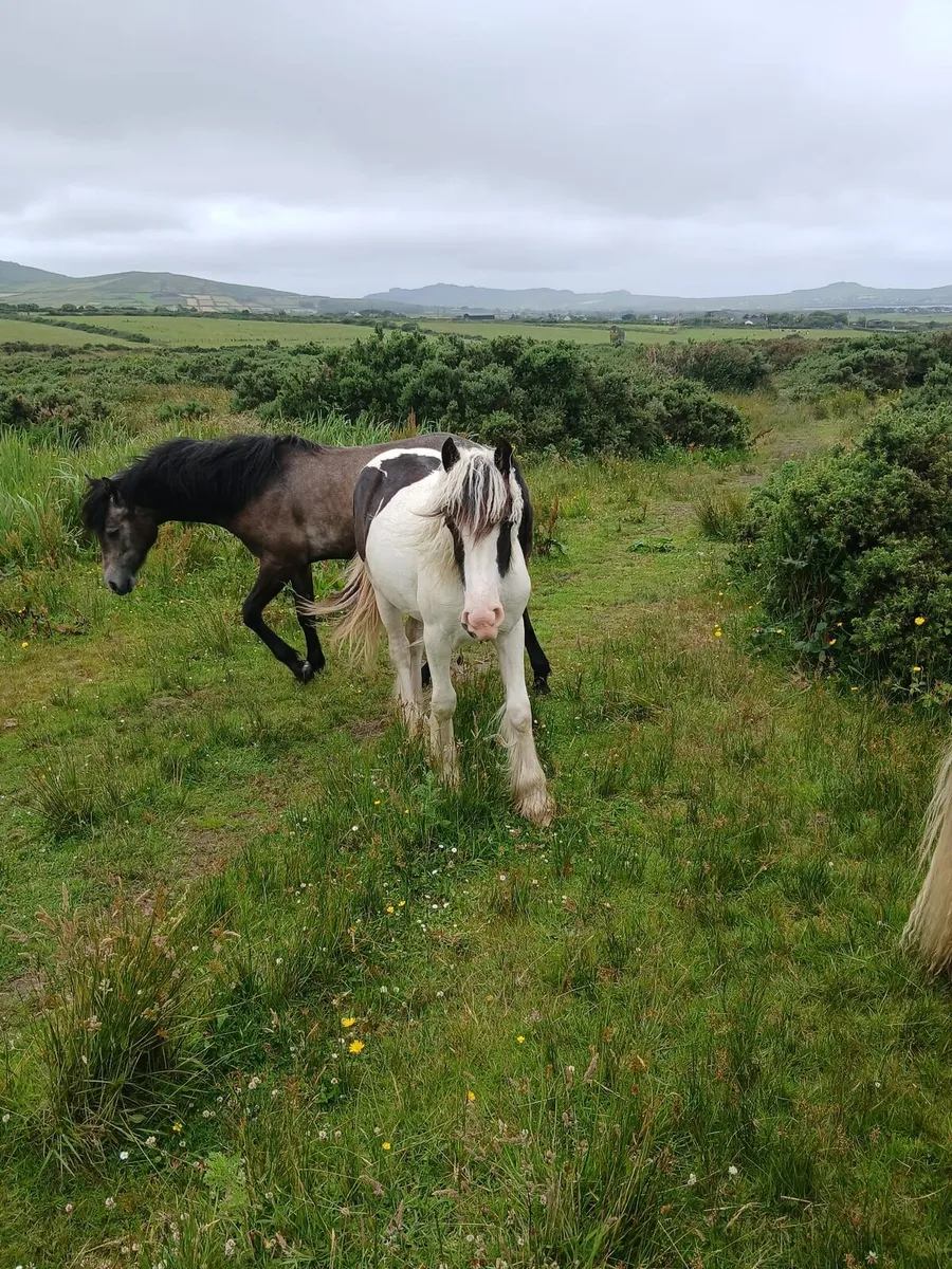 Yearling filly to finish 14.3hh...will be heavy - Image 3