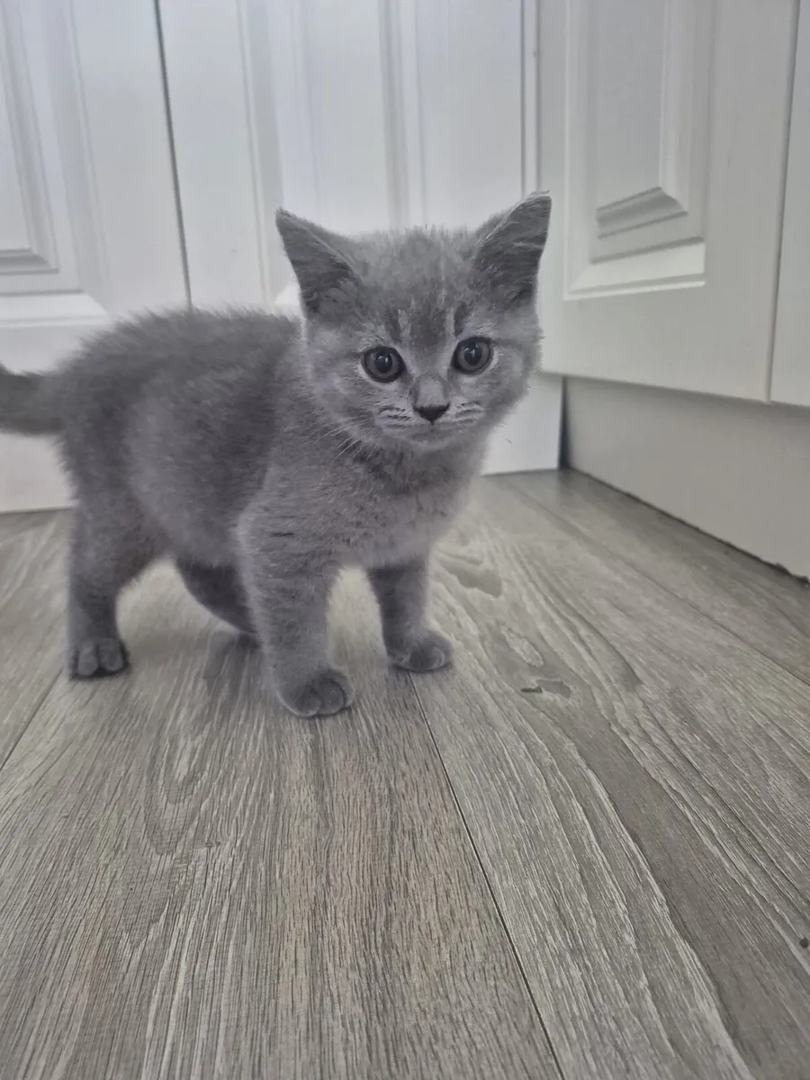 Cats - Image 1