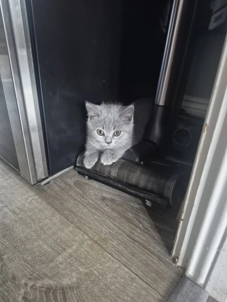 Cats - Image 2
