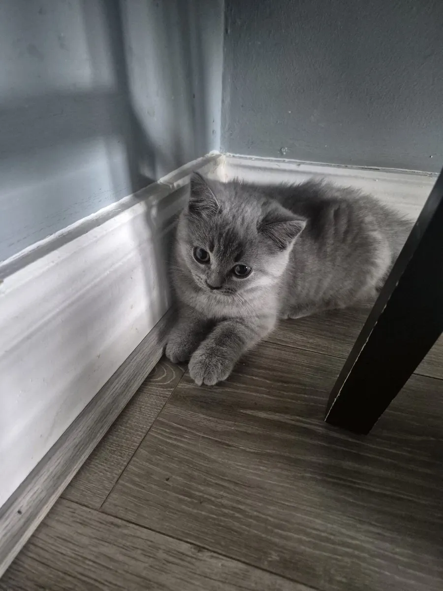 Cats - Image 3