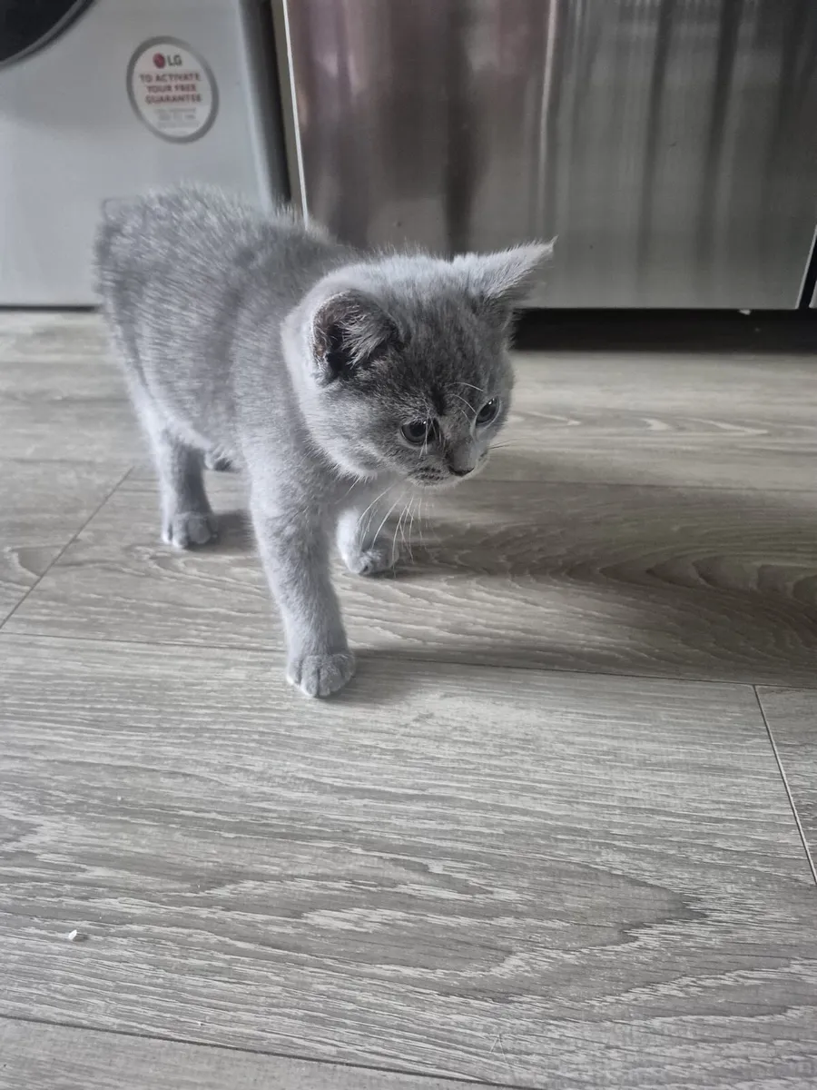 Cats - Image 4