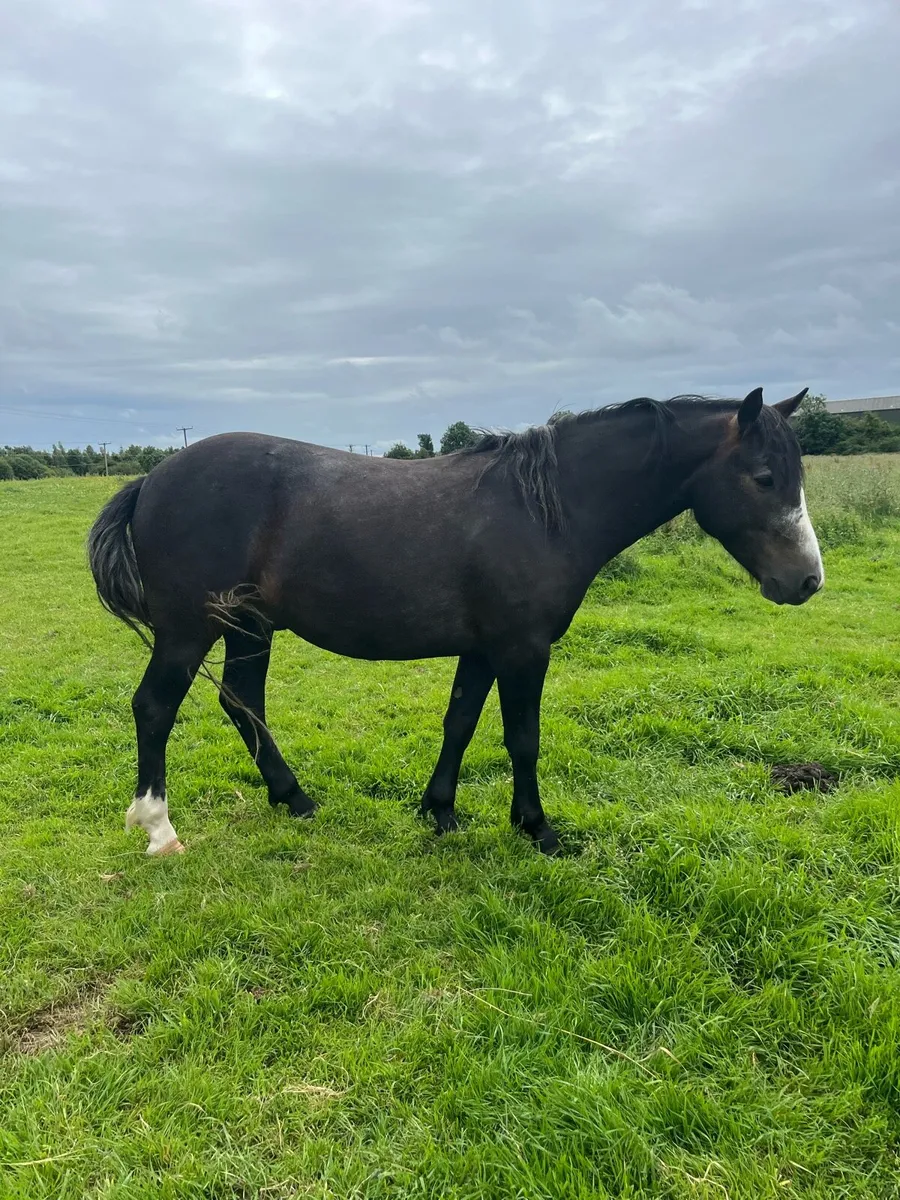 3 year old Connemara gelding - Image 1