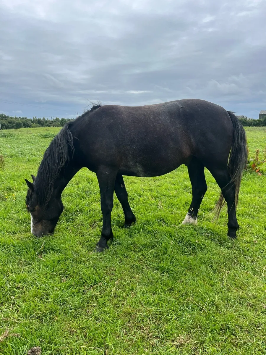 3 year old Connemara gelding - Image 2
