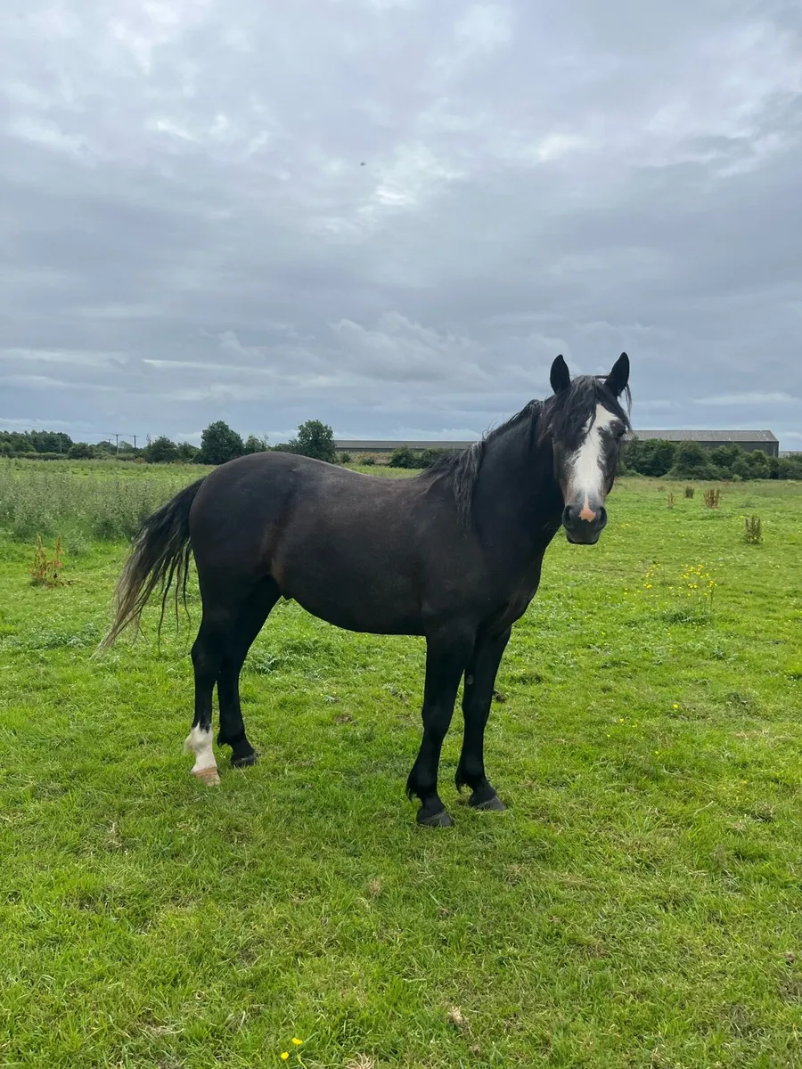 3 year old Connemara gelding - Image 3