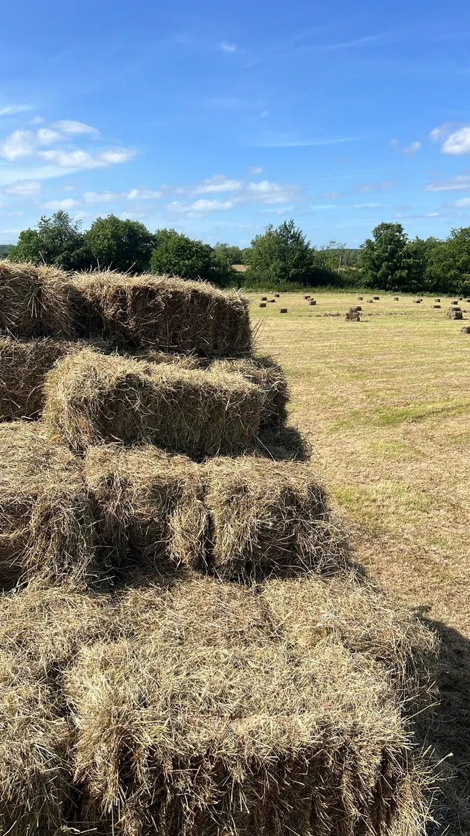 Hay