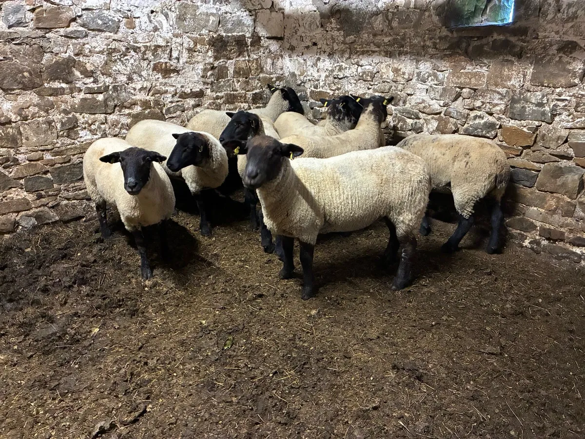 Super breeding hoggets - Image 1