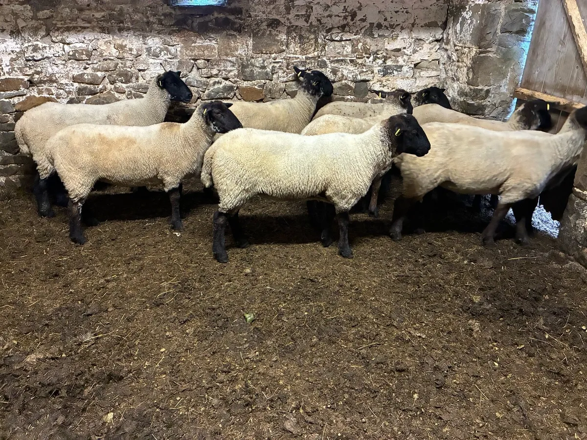 Super breeding hoggets - Image 2