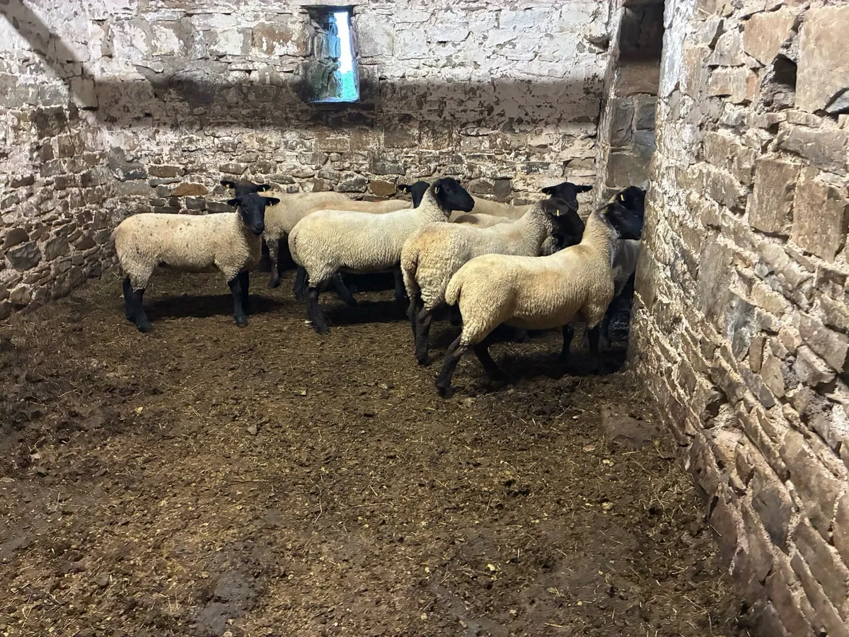 Super breeding hoggets - Image 3