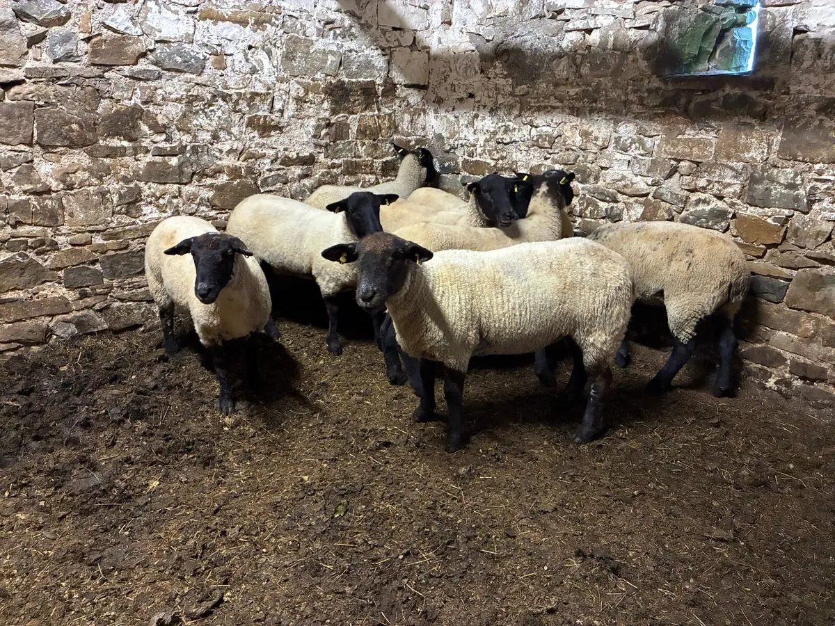 Super breeding hoggets - Image 4