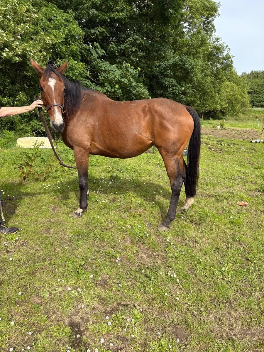 9 yr old NH Mare, by Ocovango Ex westerner Mare - Image 3