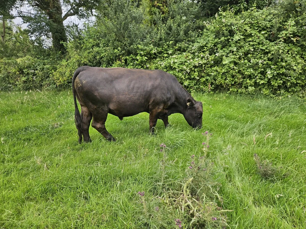 Angus Bullocks for Sale Roscommon Mart 10th July - Image 1
