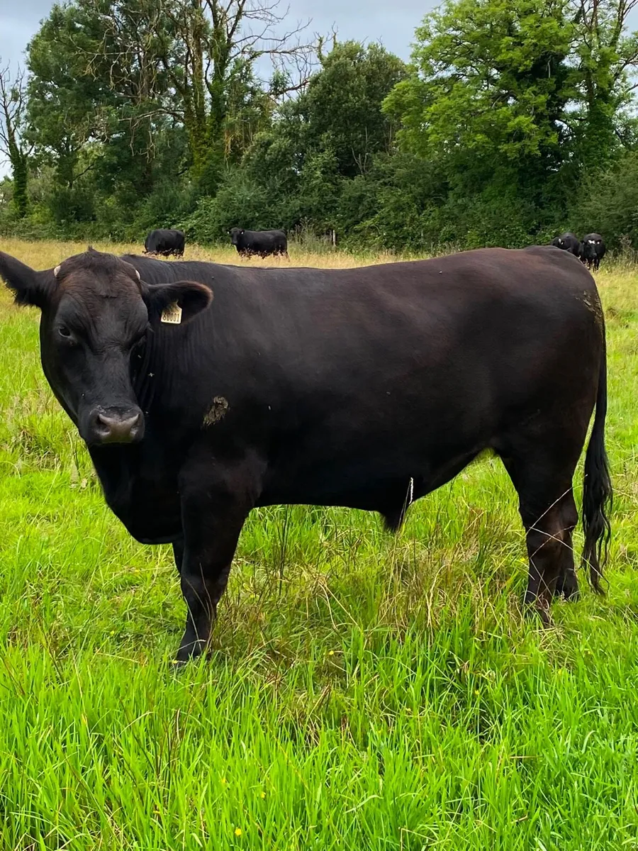 Angus Bullocks for Sale Roscommon Mart 10th July - Image 2
