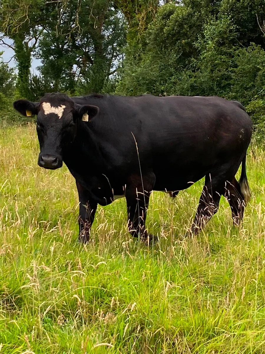 Angus Bullocks for Sale Roscommon Mart 10th July - Image 3