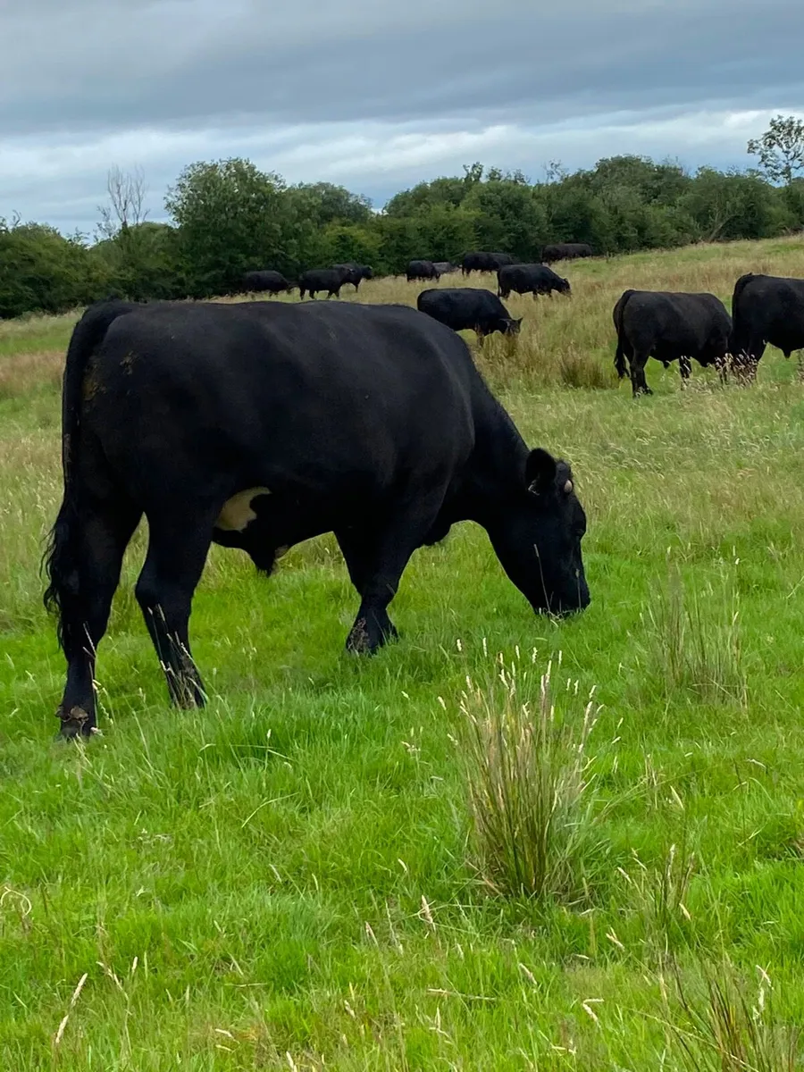 Angus Bullocks for Sale Roscommon Mart 10th July - Image 4