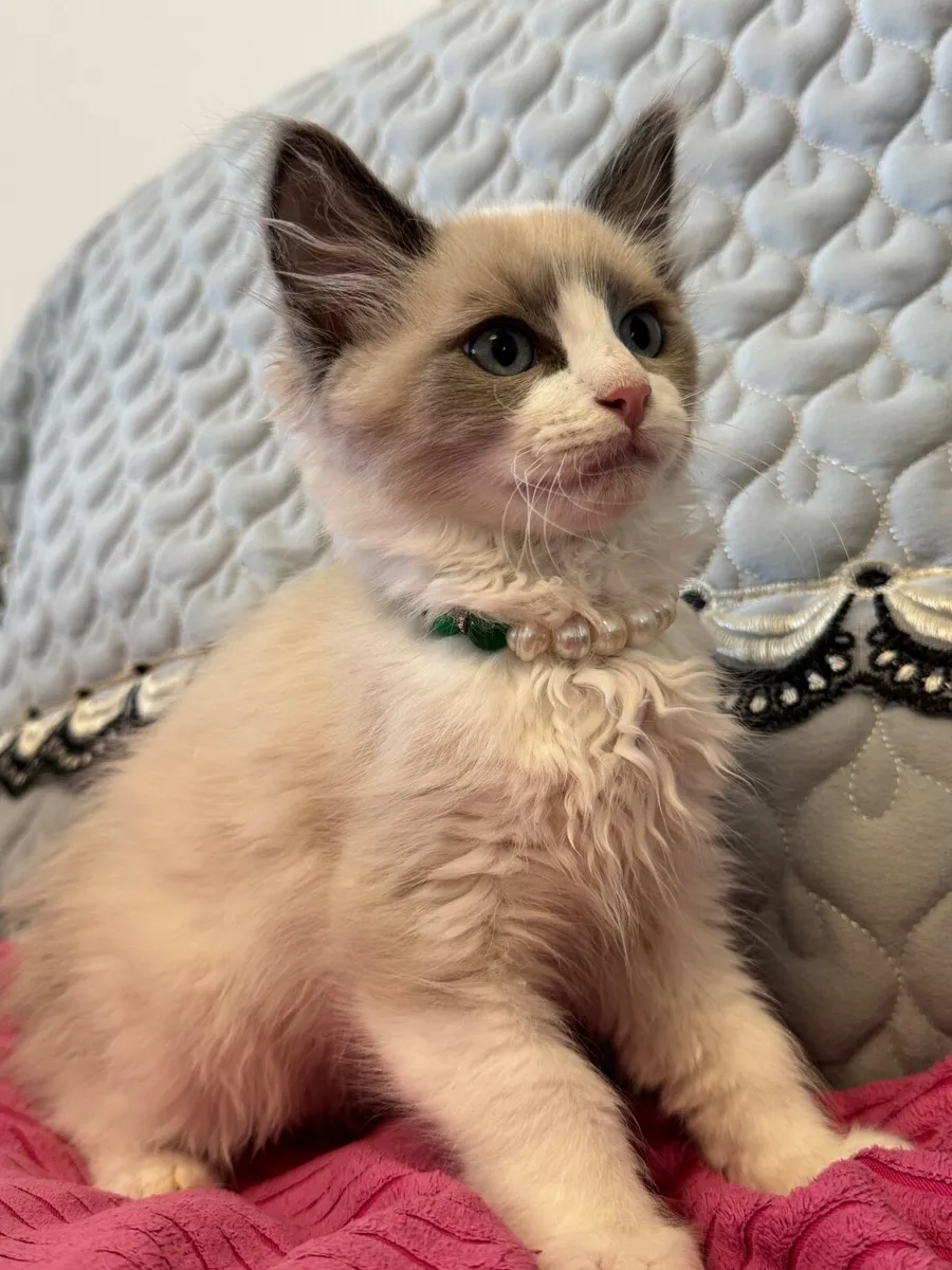 Ragdoll kittens - Image 3