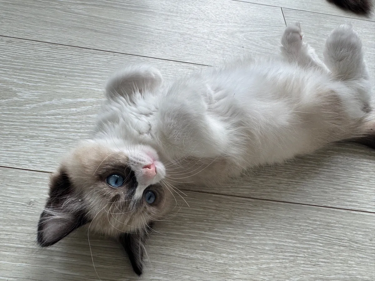 Ragdoll kittens - Image 4