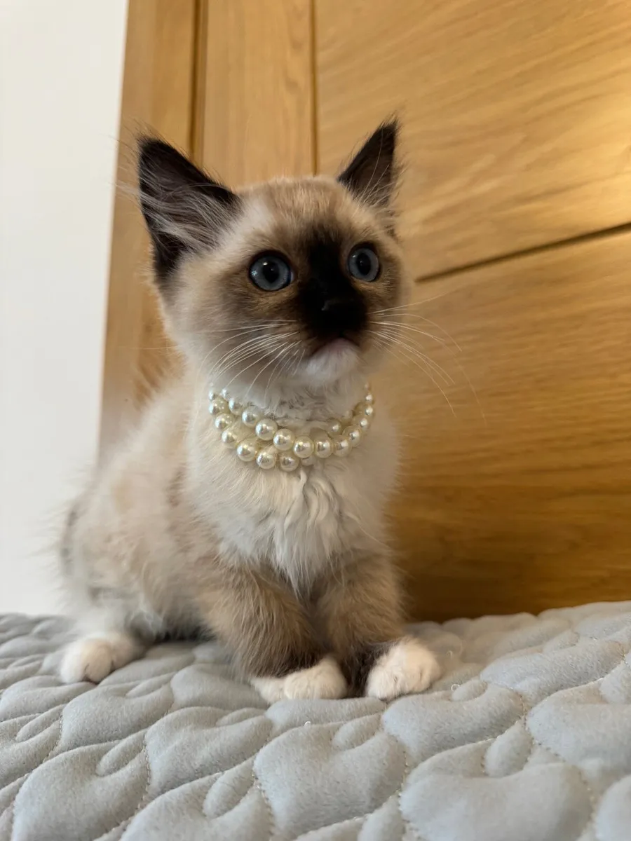 Ragdoll kittens - Image 1