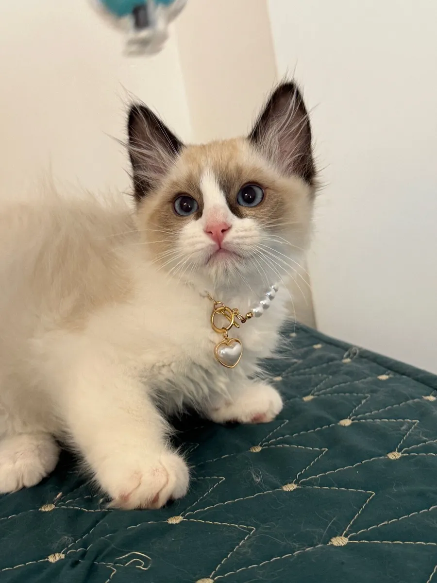 Ragdoll kittens - Image 2