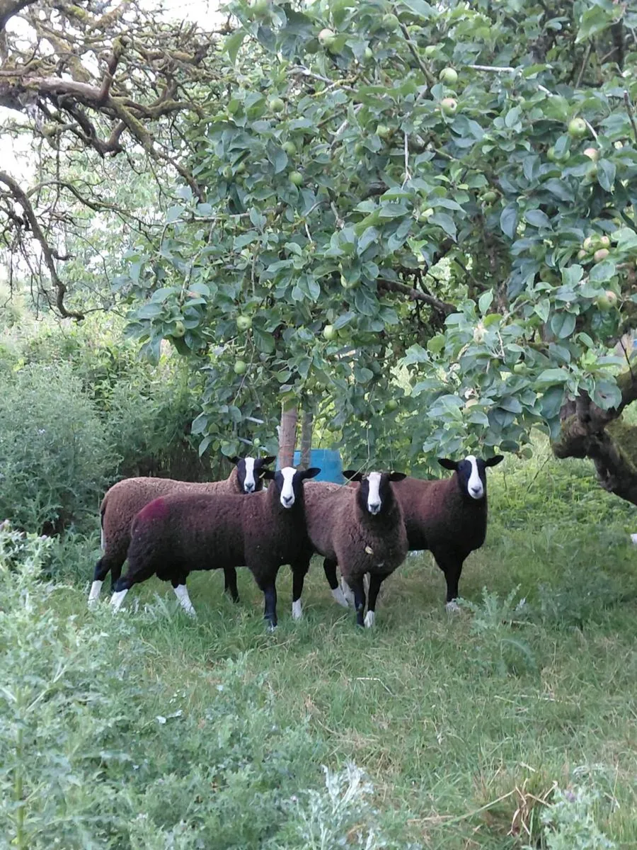Zwartable Ewe Lambs (2) Ram Lamb(1) - Image 1