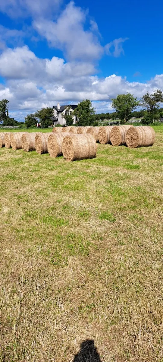 Round bales of hay