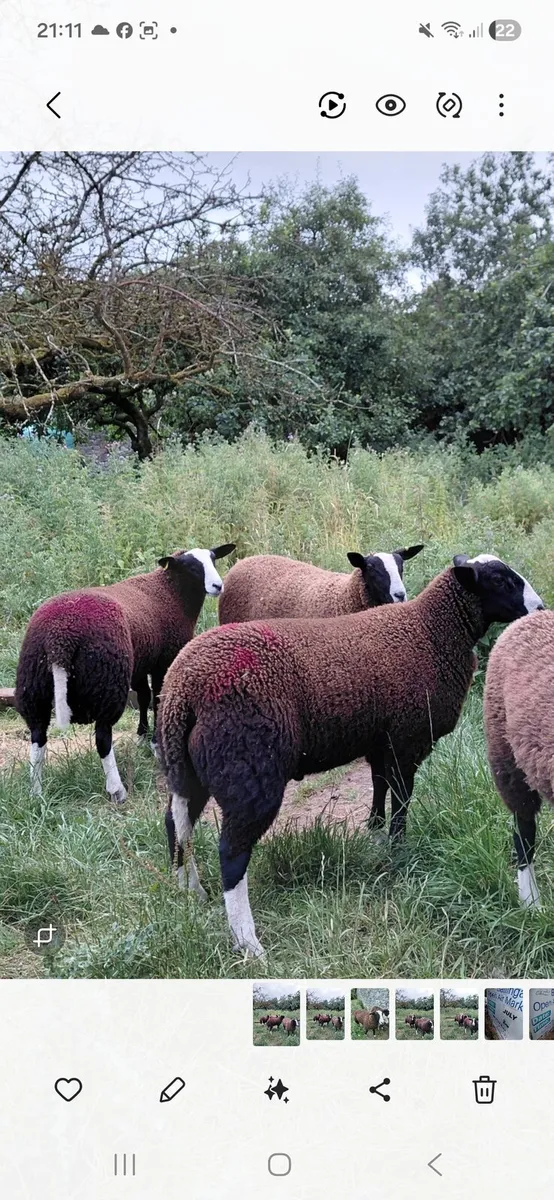 Zwartable Ewe Lambs (2) Ram Lamb(1) - Image 2
