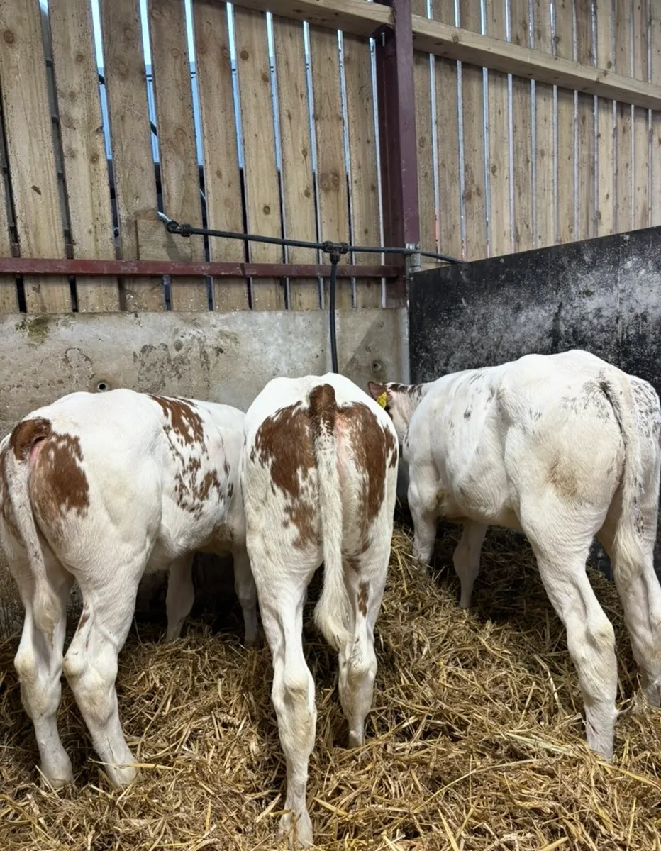 4 top class red Bbx heifers suitable for breeding - Image 1