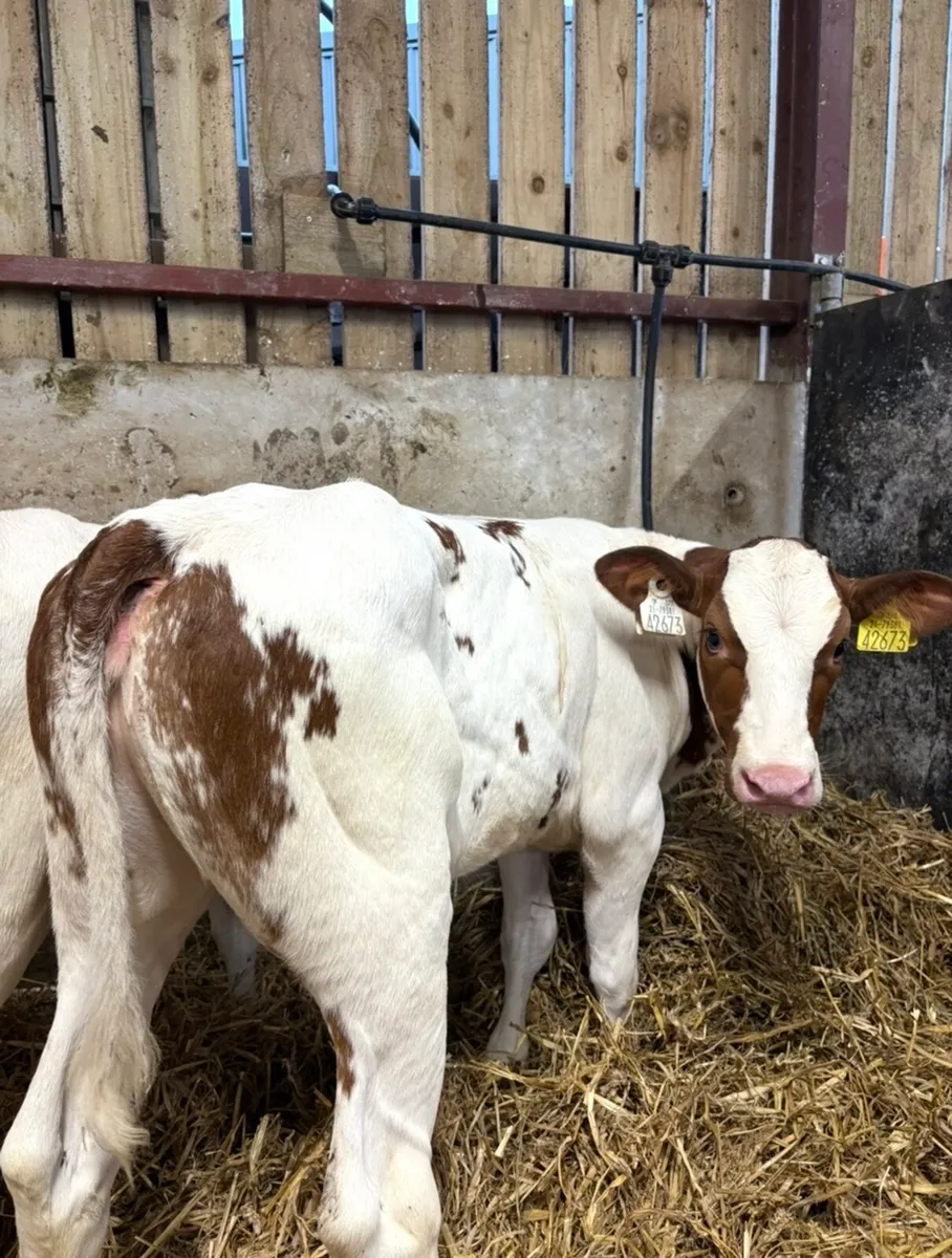 4 top class red Bbx heifers suitable for breeding - Image 2