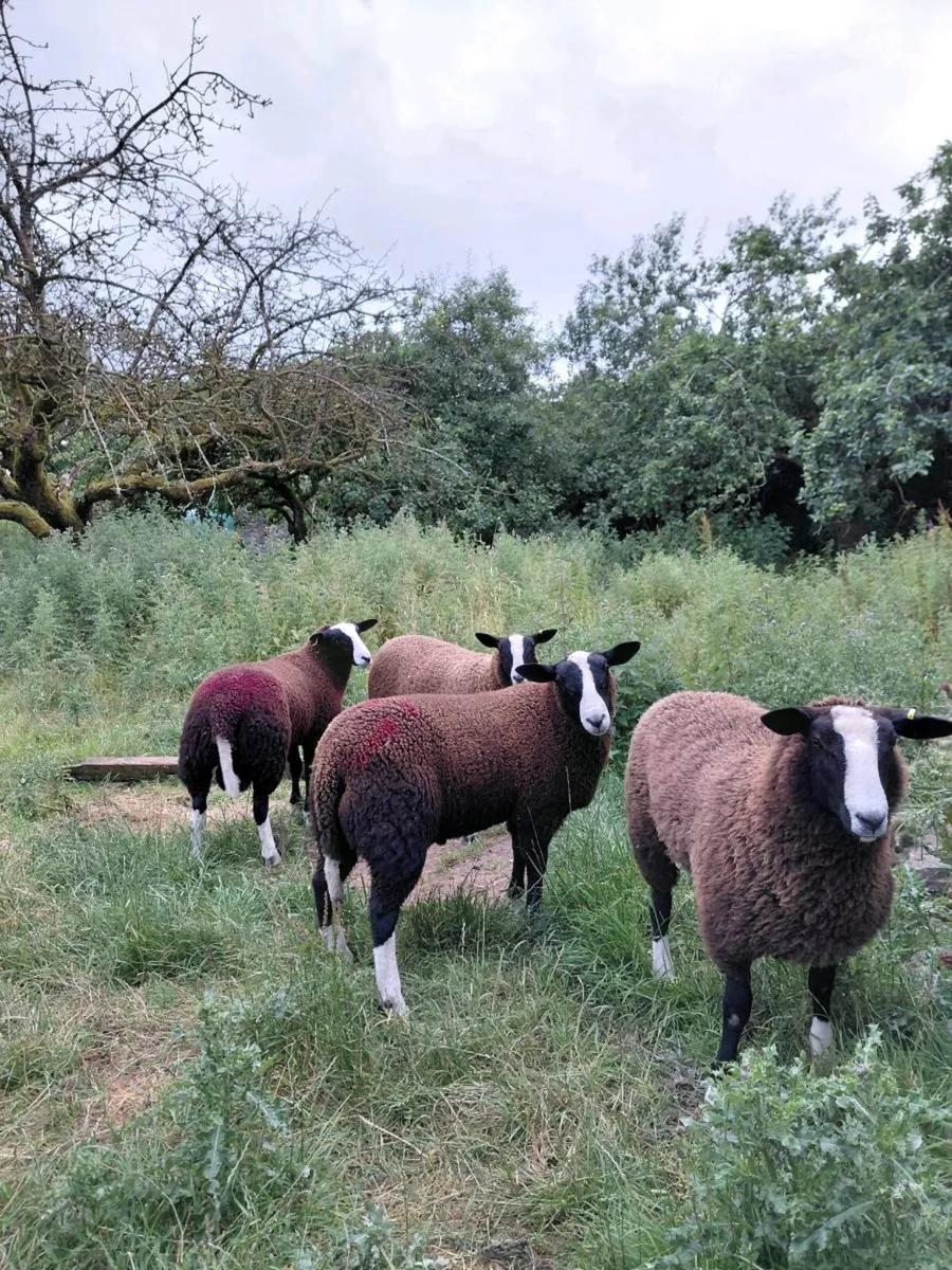 Zwartable Ewe Lambs (2) Ram Lamb(1) - Image 3