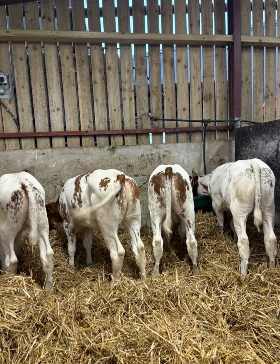 4 top class red Bbx heifers suitable for breeding - Image 4
