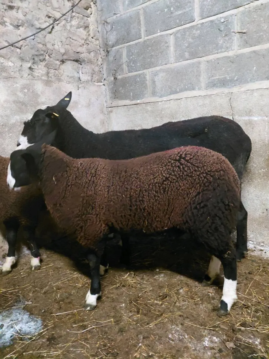 Zwartable Ewe Lambs (2) Ram Lamb(1) - Image 4