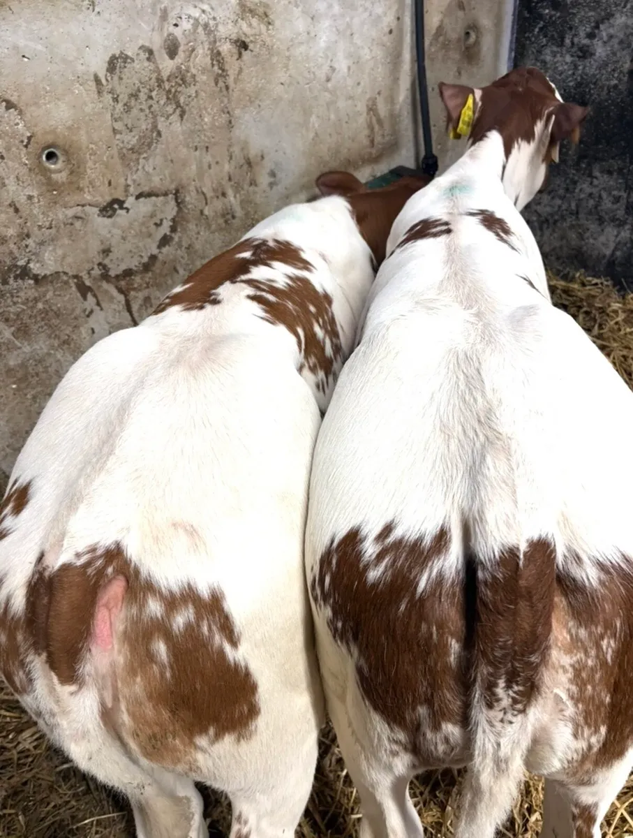 4 top class red Bbx heifers suitable for breeding - Image 3