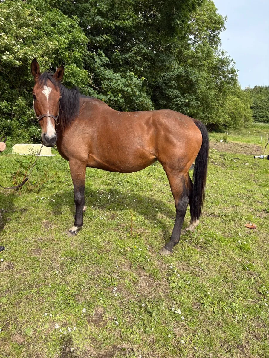 9 yr old NH Mare, by Ocovango Ex westerner Mare - Image 1