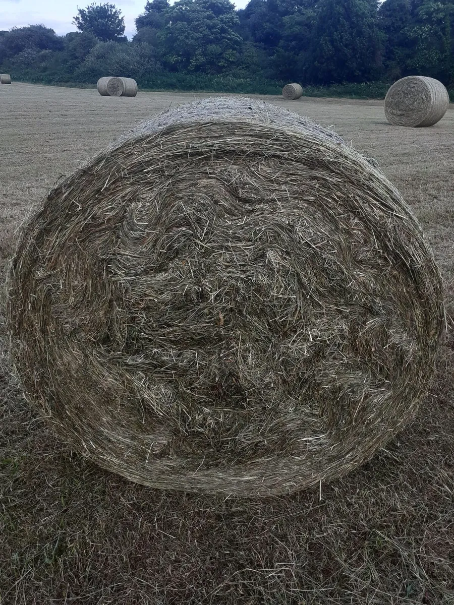 Hay round and small squares - Image 3