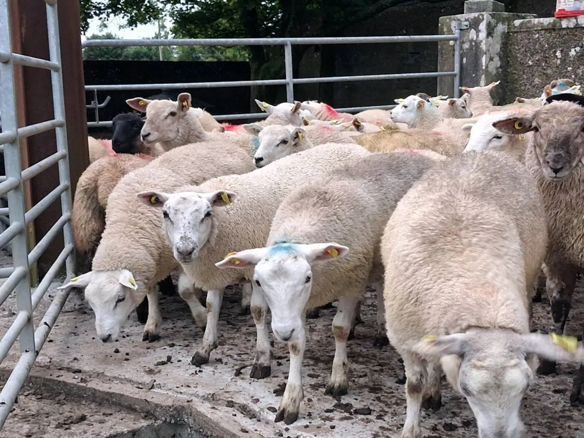 100 Store Lamb's - Image 2