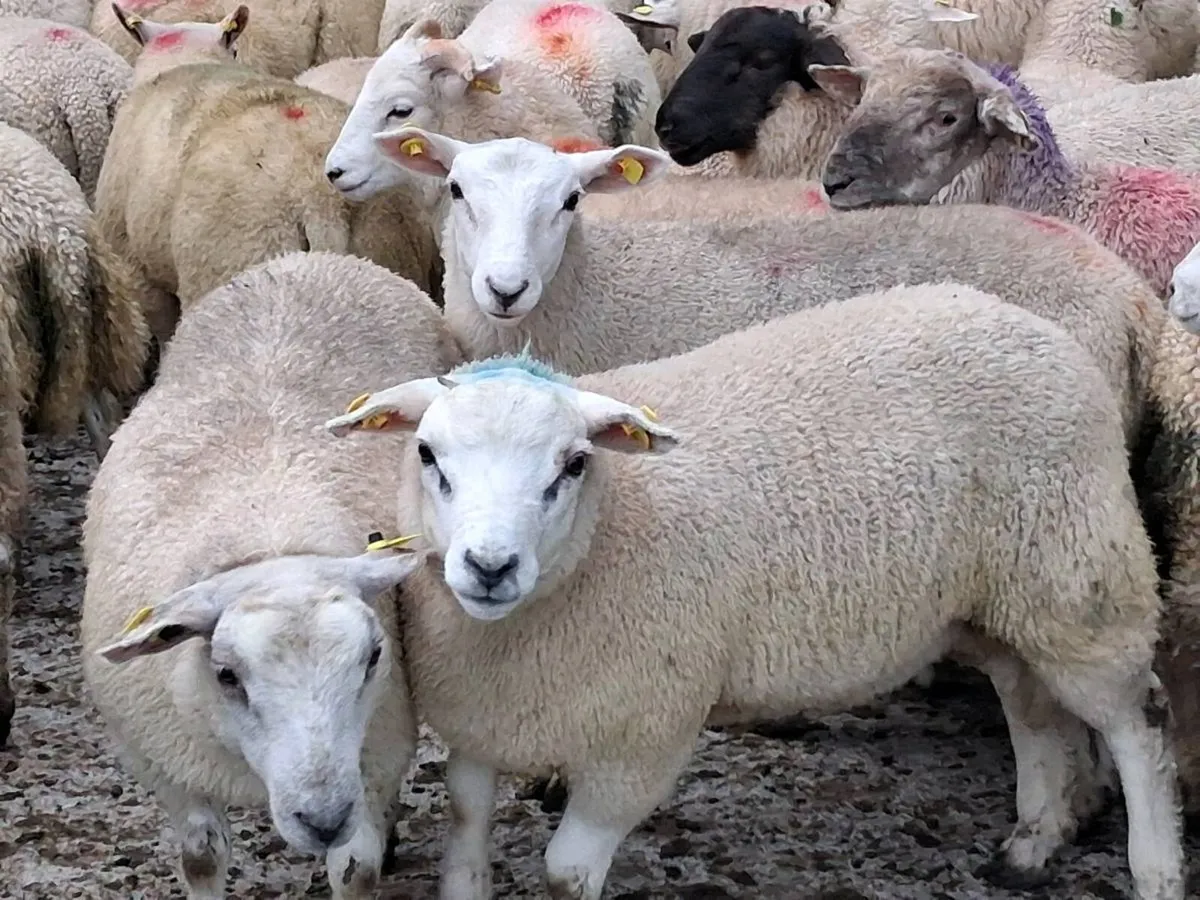 100 Store Lamb's - Image 3
