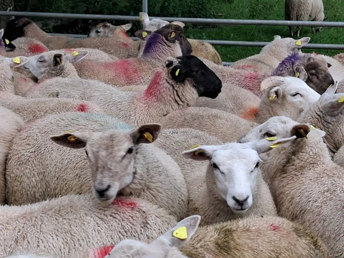 100 Store Lamb's - Image 4
