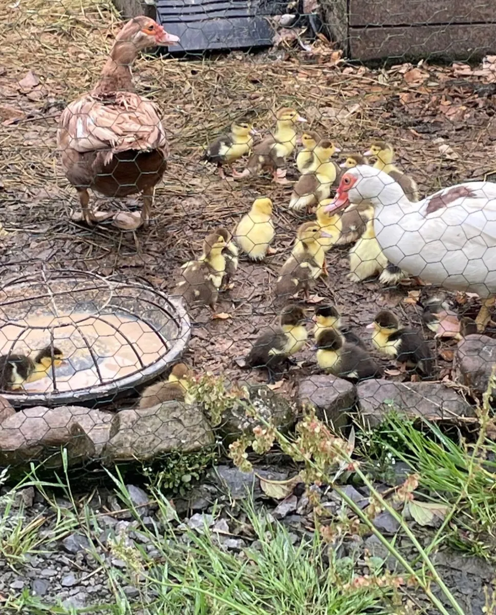 Roosters, Muscovy ducklings, silkie chicks - Image 2
