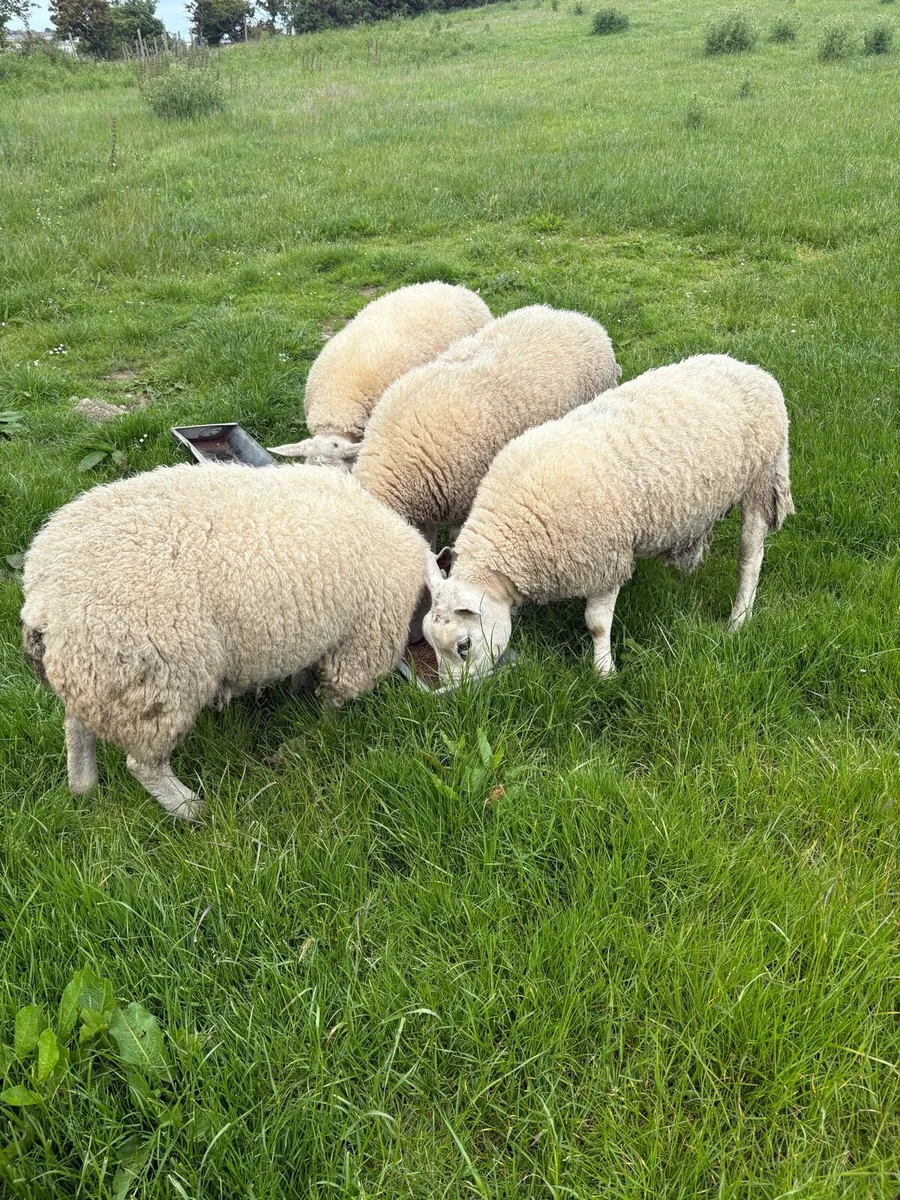 Texel Shearling Tips - Image 1