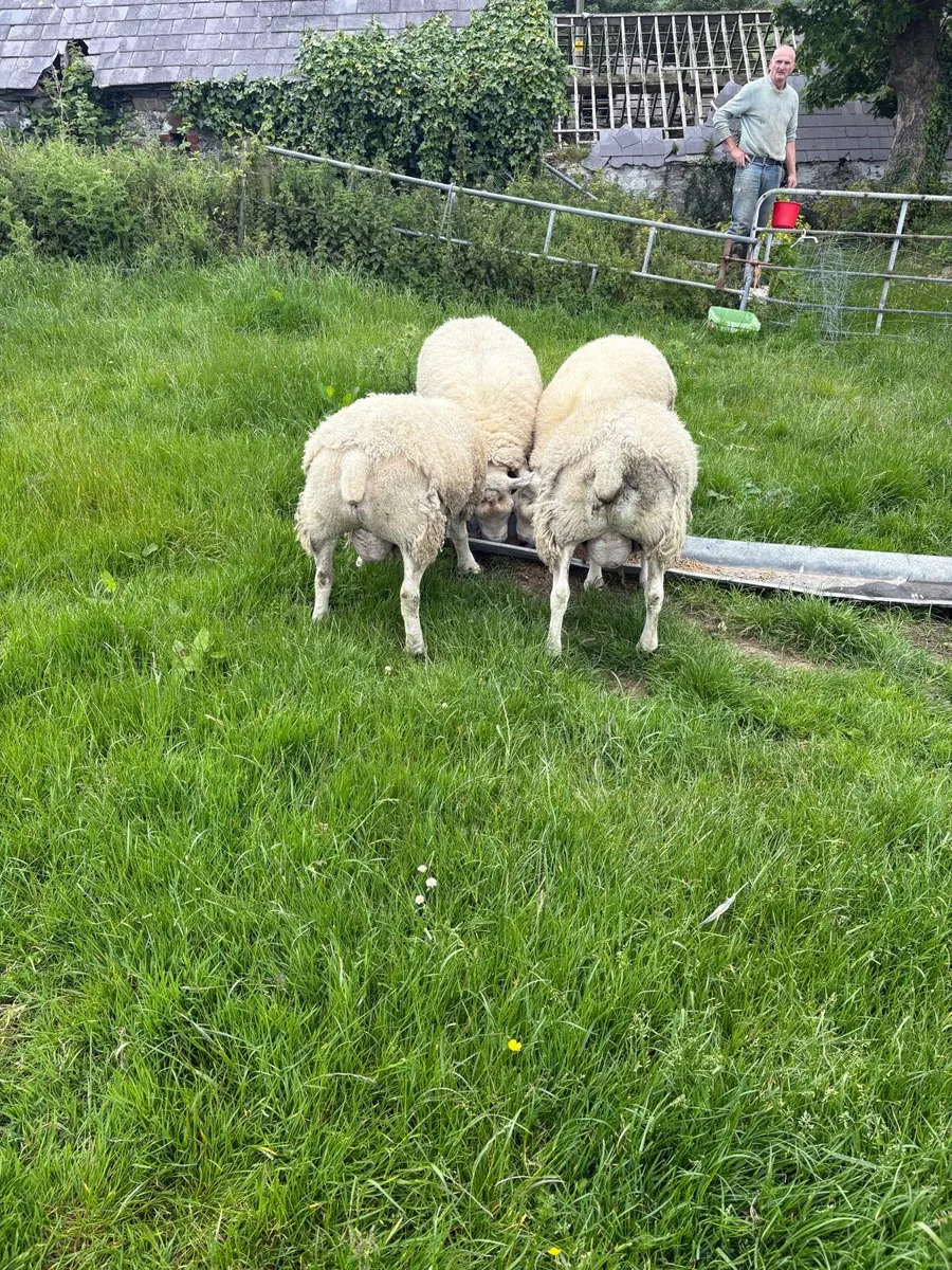 Texel Shearling Tips - Image 2