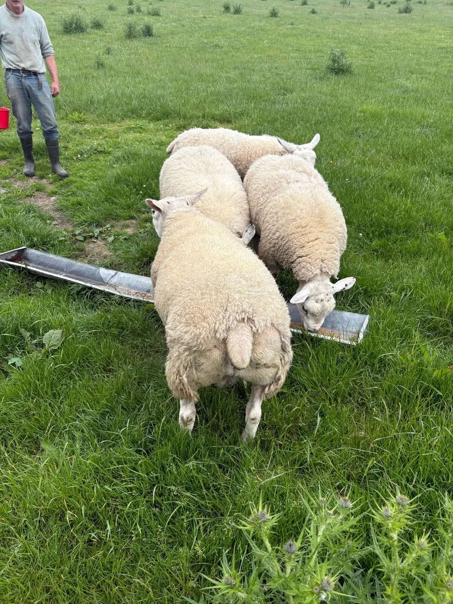 Texel Shearling Tips - Image 3