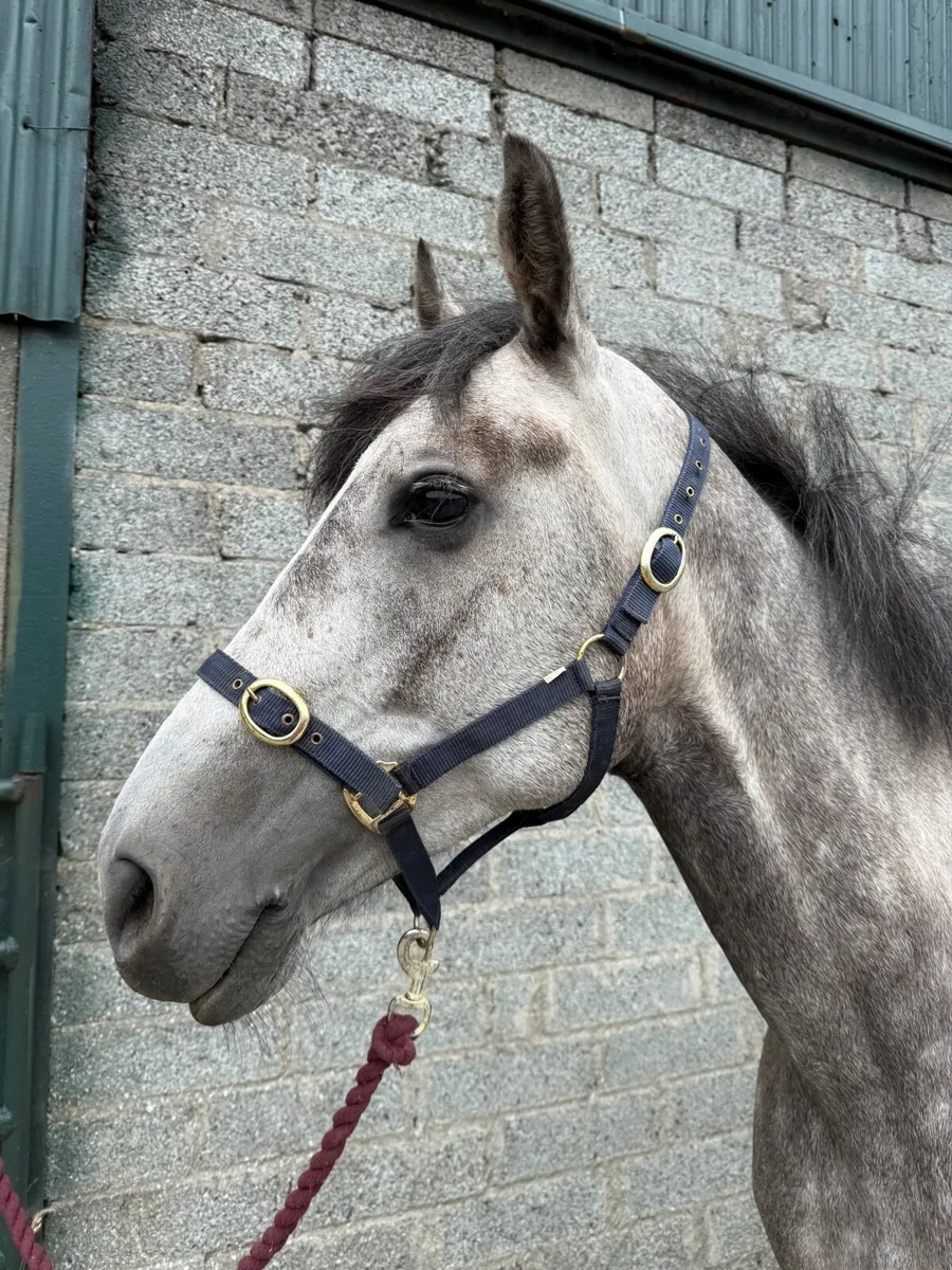 Horse - Image 3
