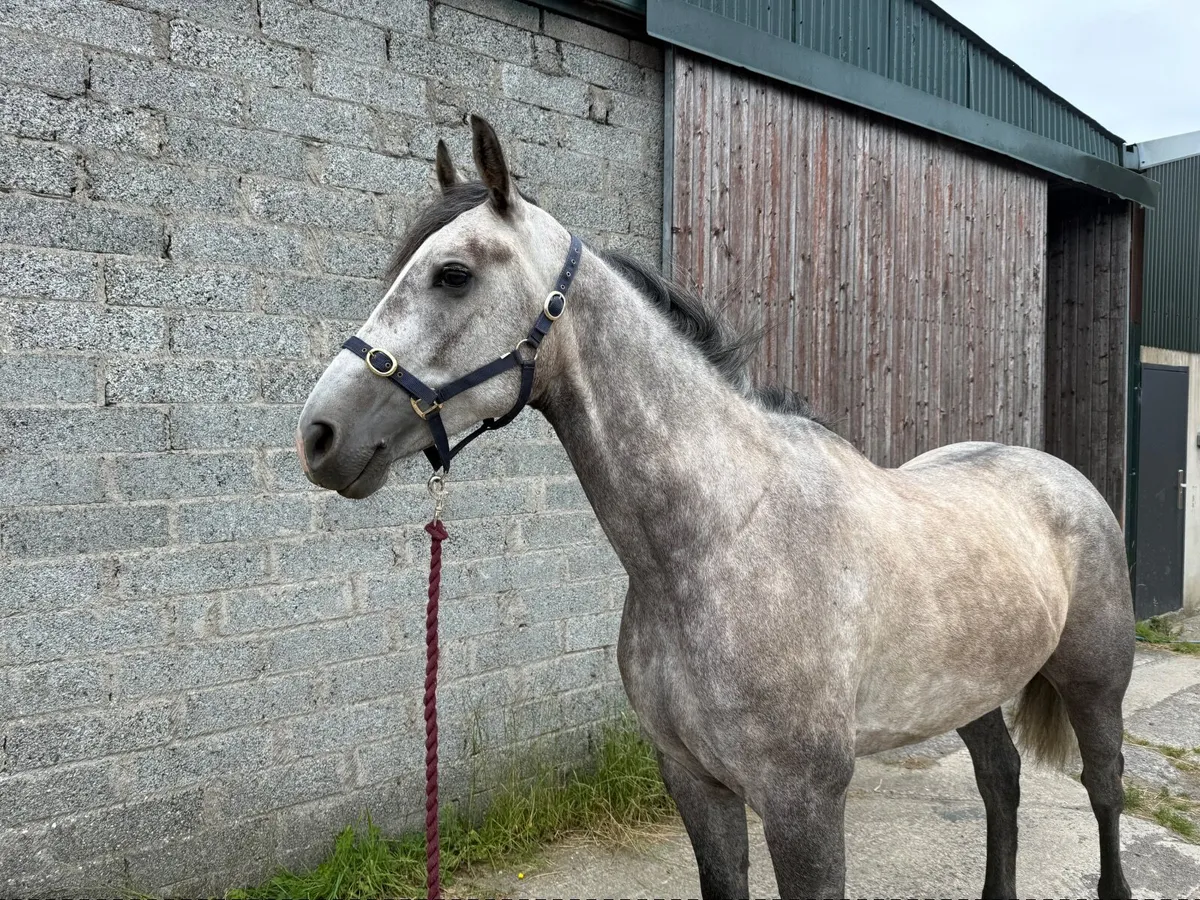 Horse - Image 4