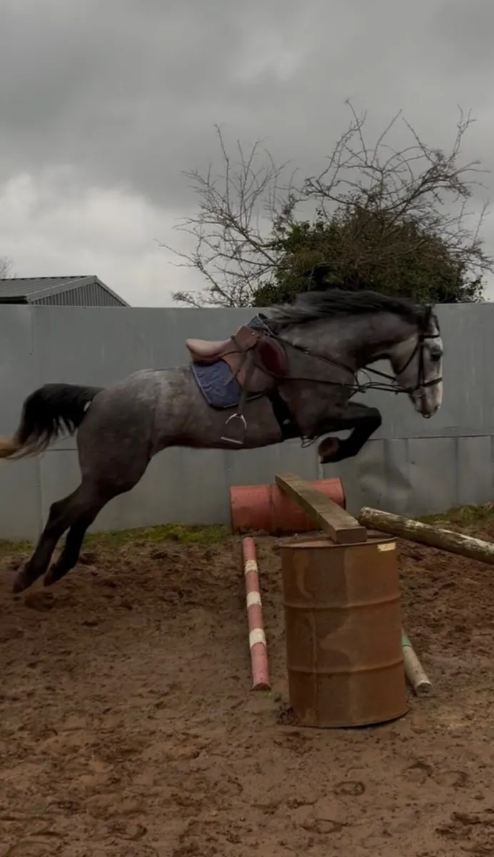 Horse - Image 2