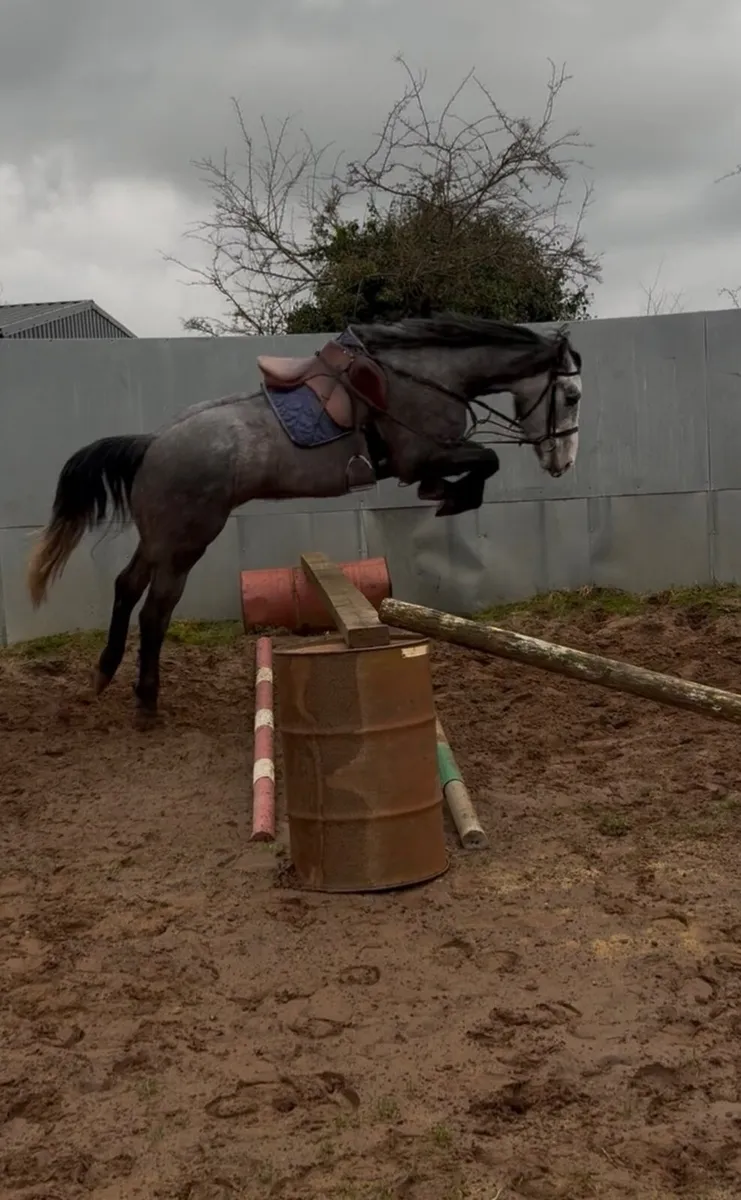 Horse - Image 1