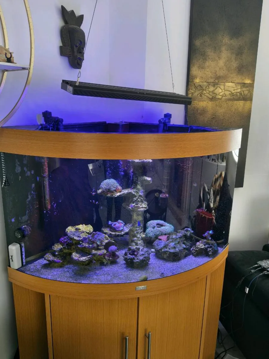 Juwel Trigon Marine/Reef Aquarium Complete Setup - Image 2