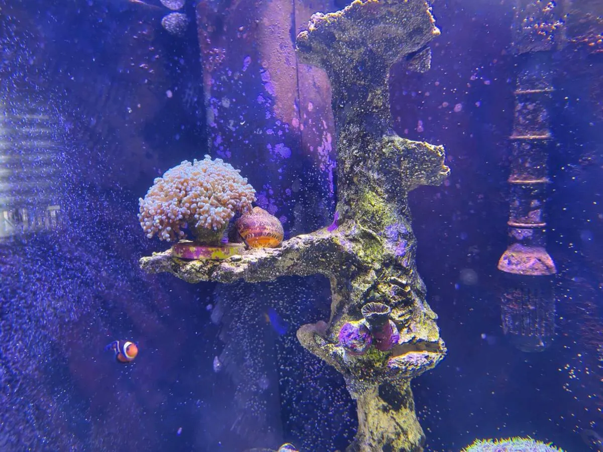 Juwel Trigon Marine/Reef Aquarium Complete Setup - Image 3