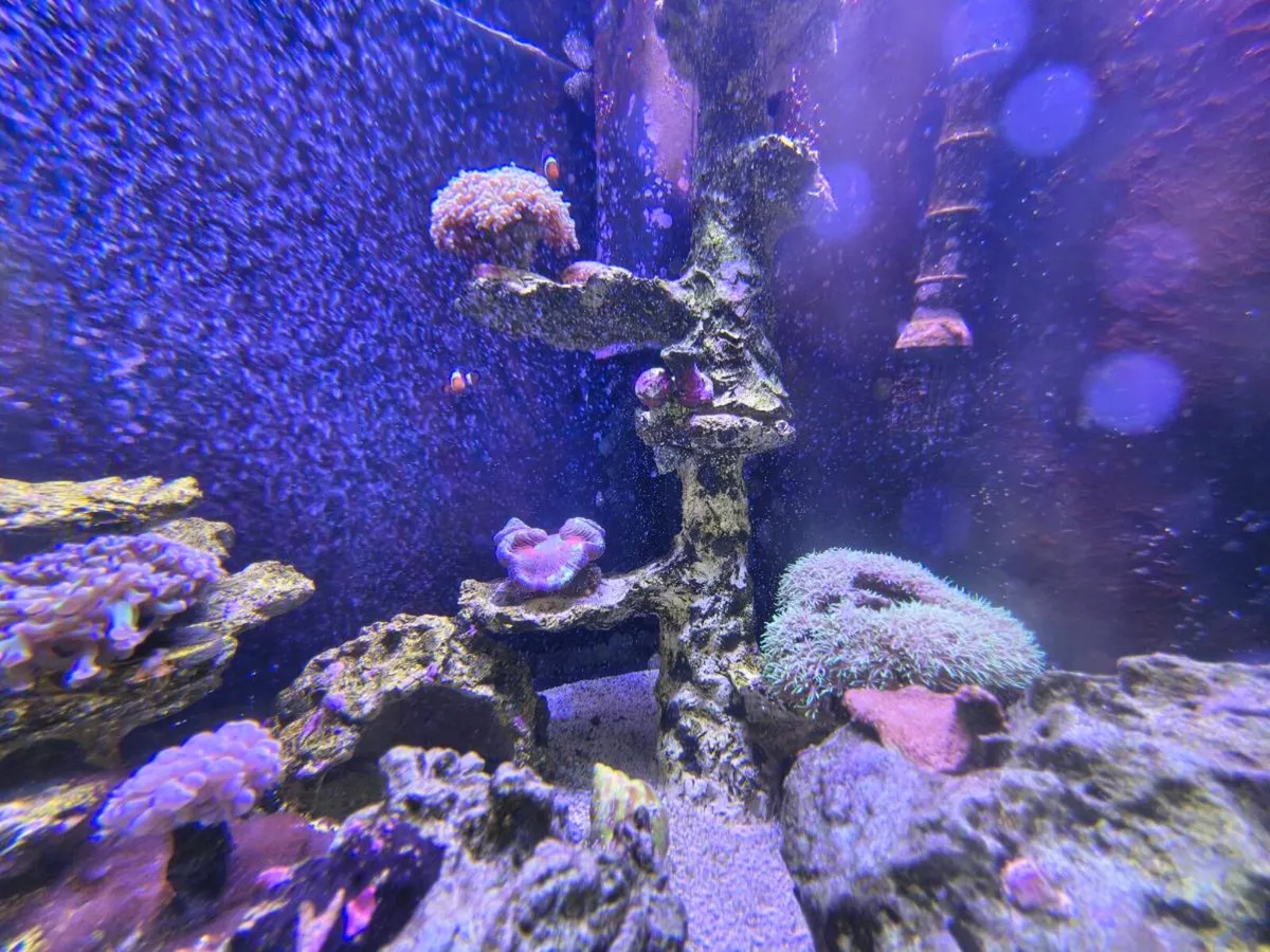Juwel Trigon Marine/Reef Aquarium Complete Setup - Image 4