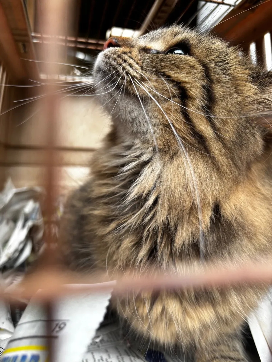 Female cat