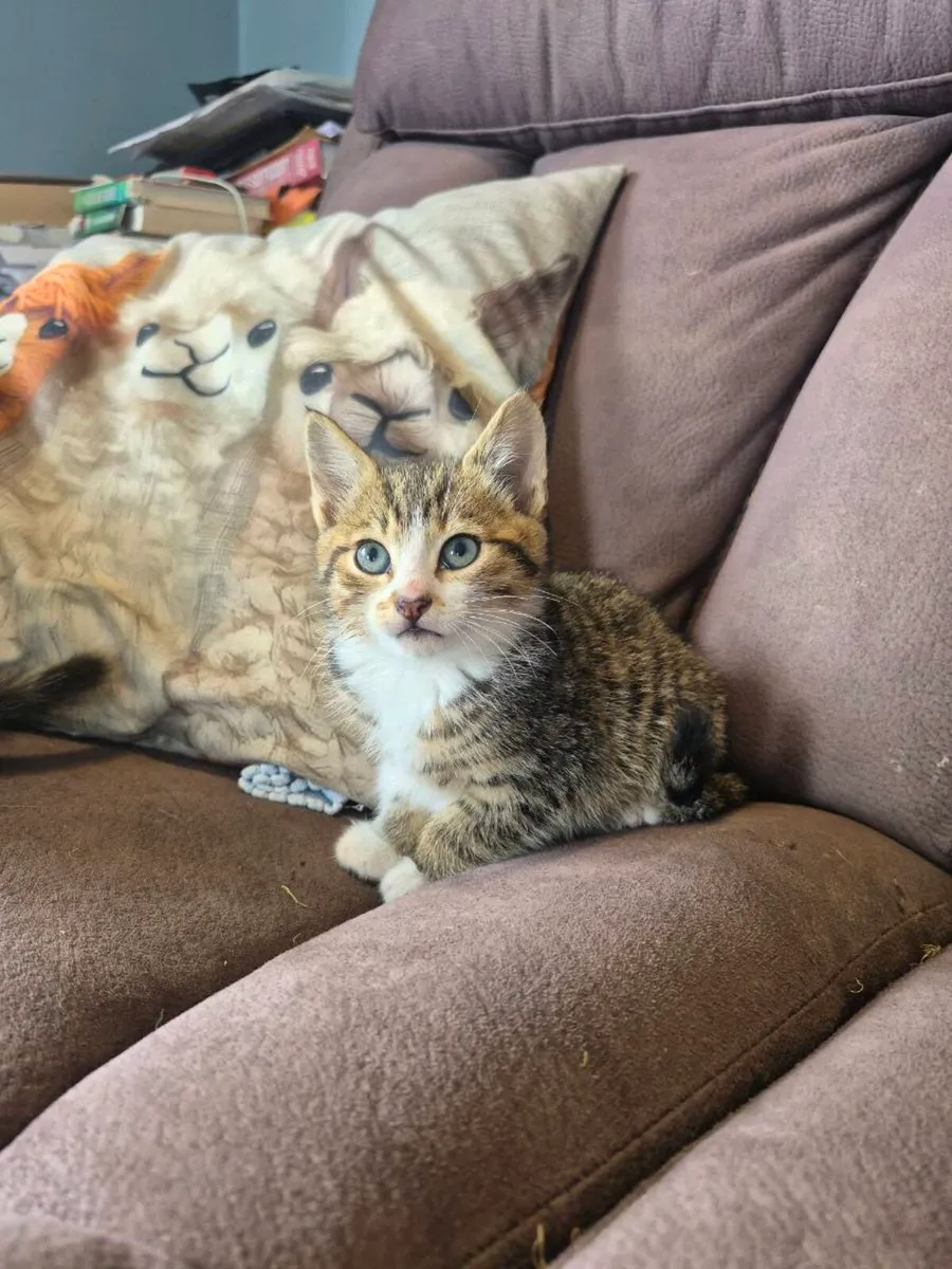 Gorgeous Kittens - Image 2