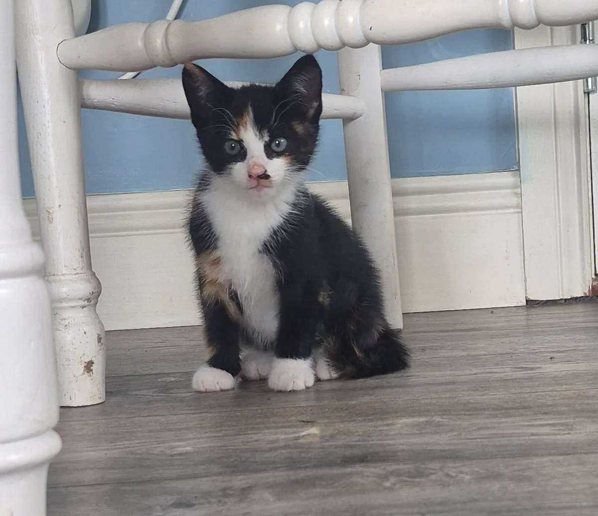 Gorgeous Kittens - Image 3